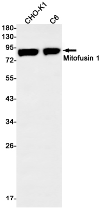 Mitofusin 1 Rabbit mAb