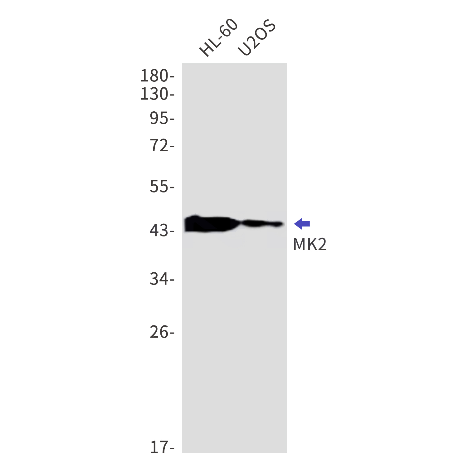 MAPKAP Kinase 2 Rabbit mAb