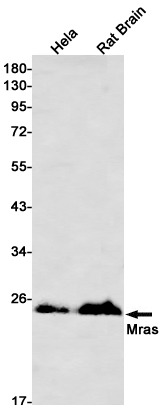 MRAS Rabbit mAb