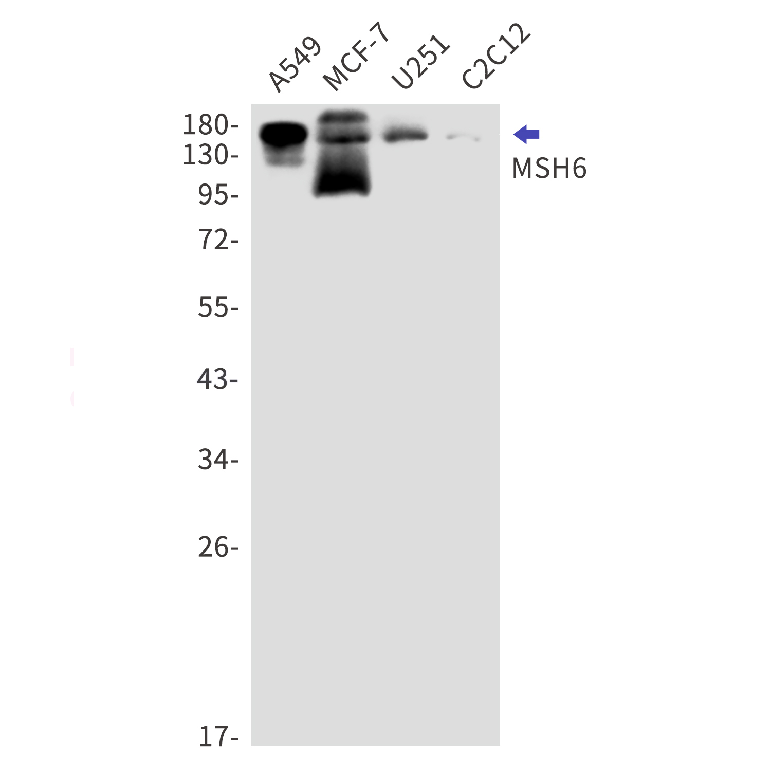 MSH6 Rabbit mAb