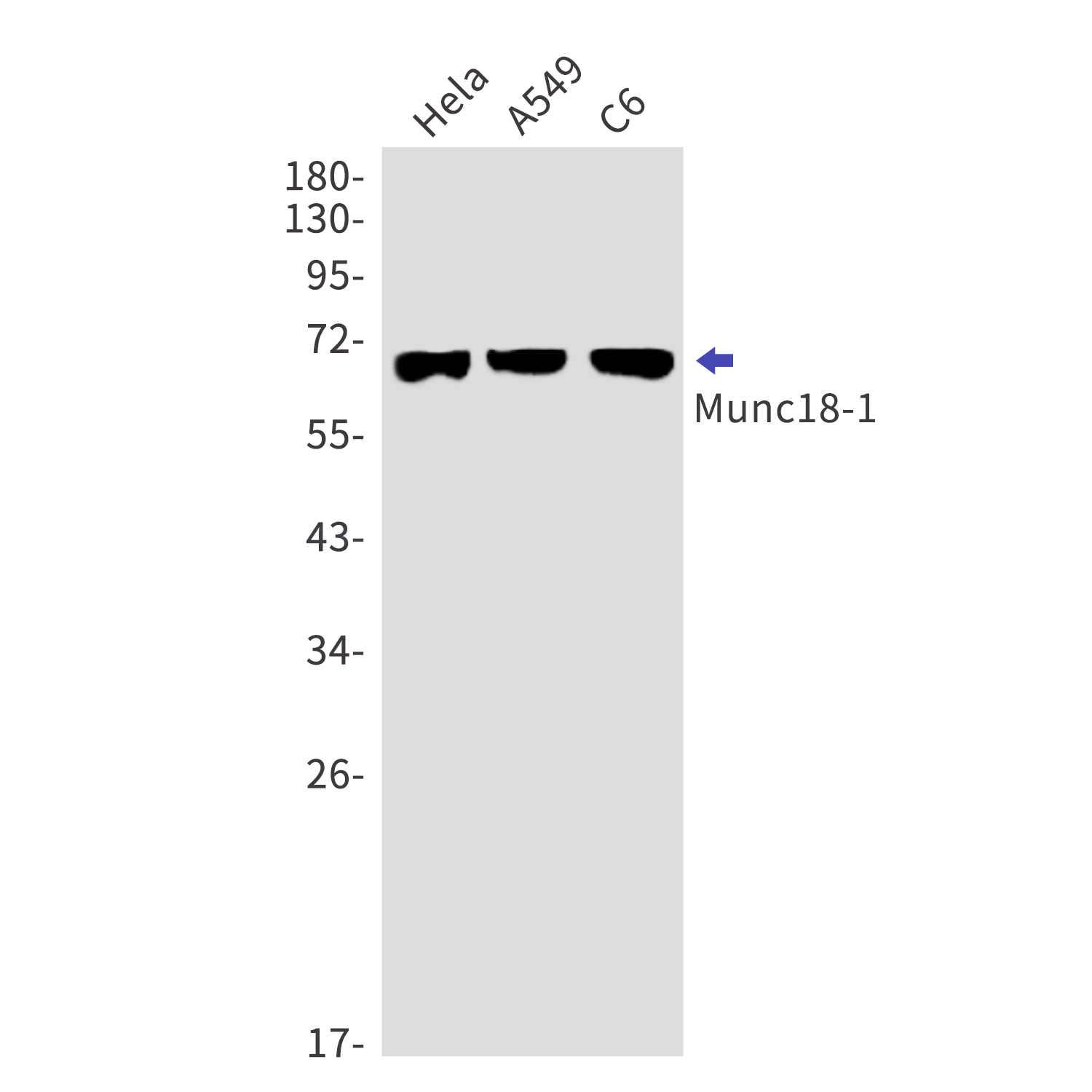 Syntaxin Binding Protein 1 Rabbit mAb