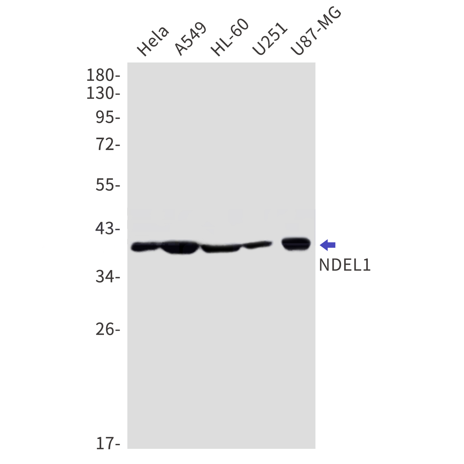 NDEL1 Rabbit mAb