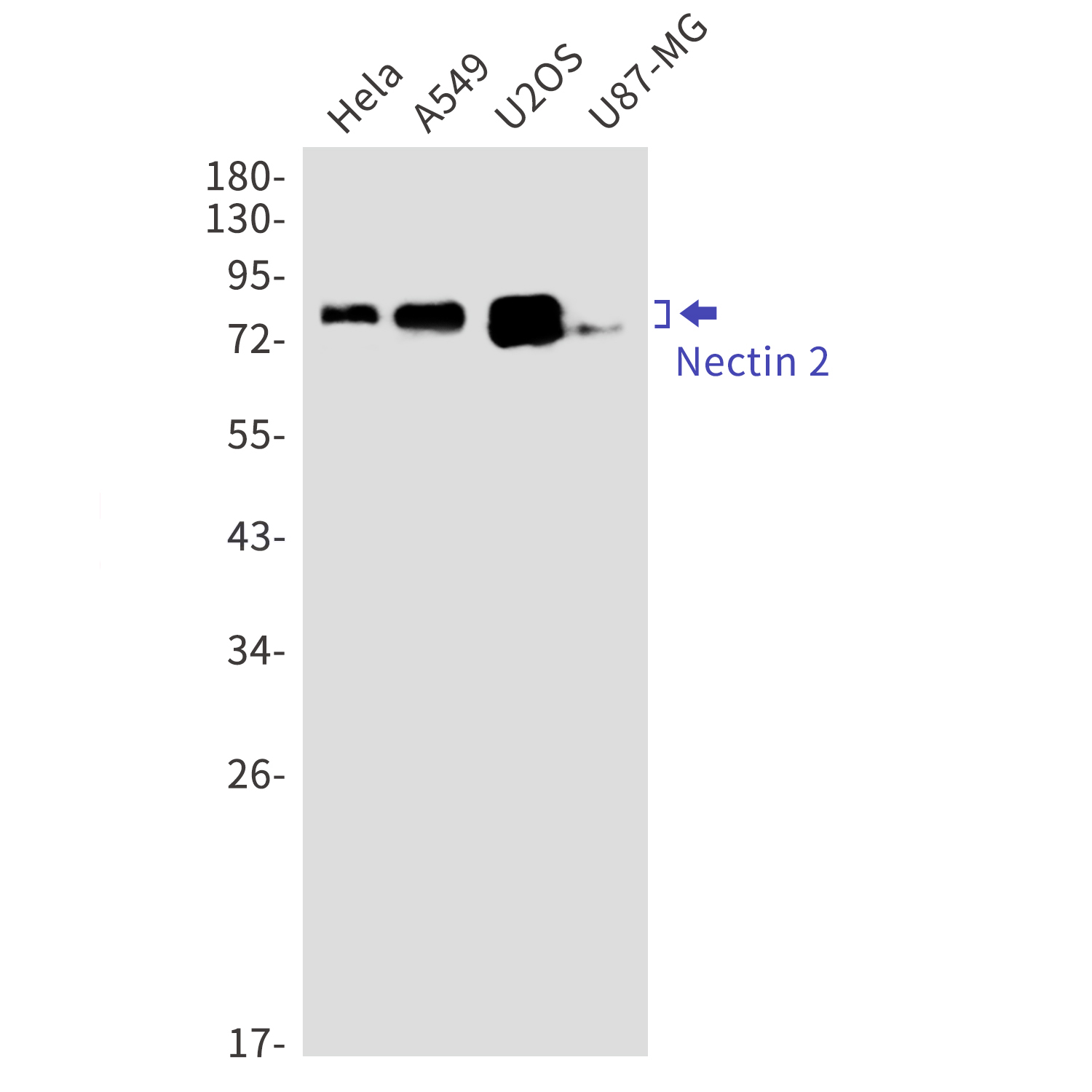 Nectin 2 Rabbit mAb