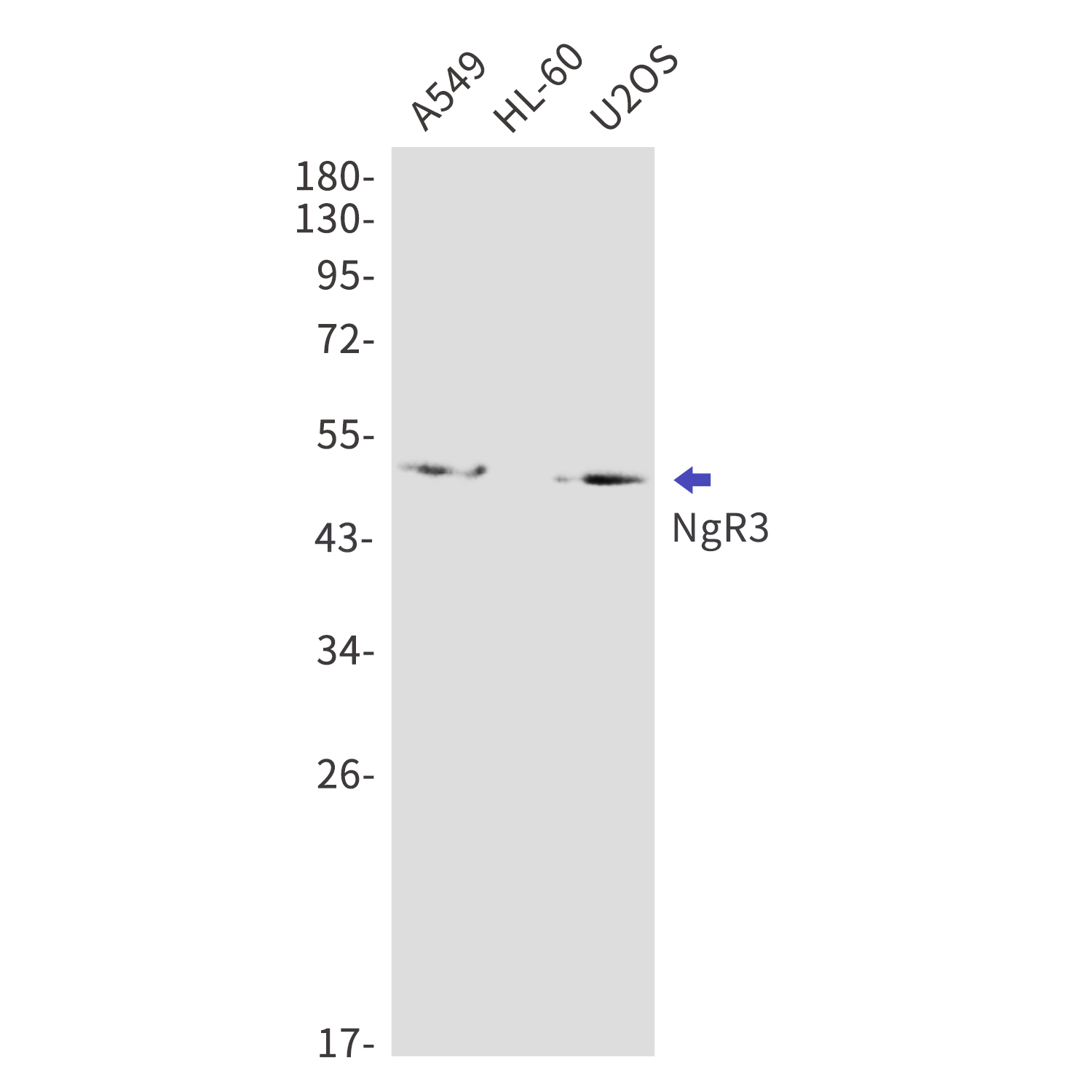 NgR3 Rabbit mAb