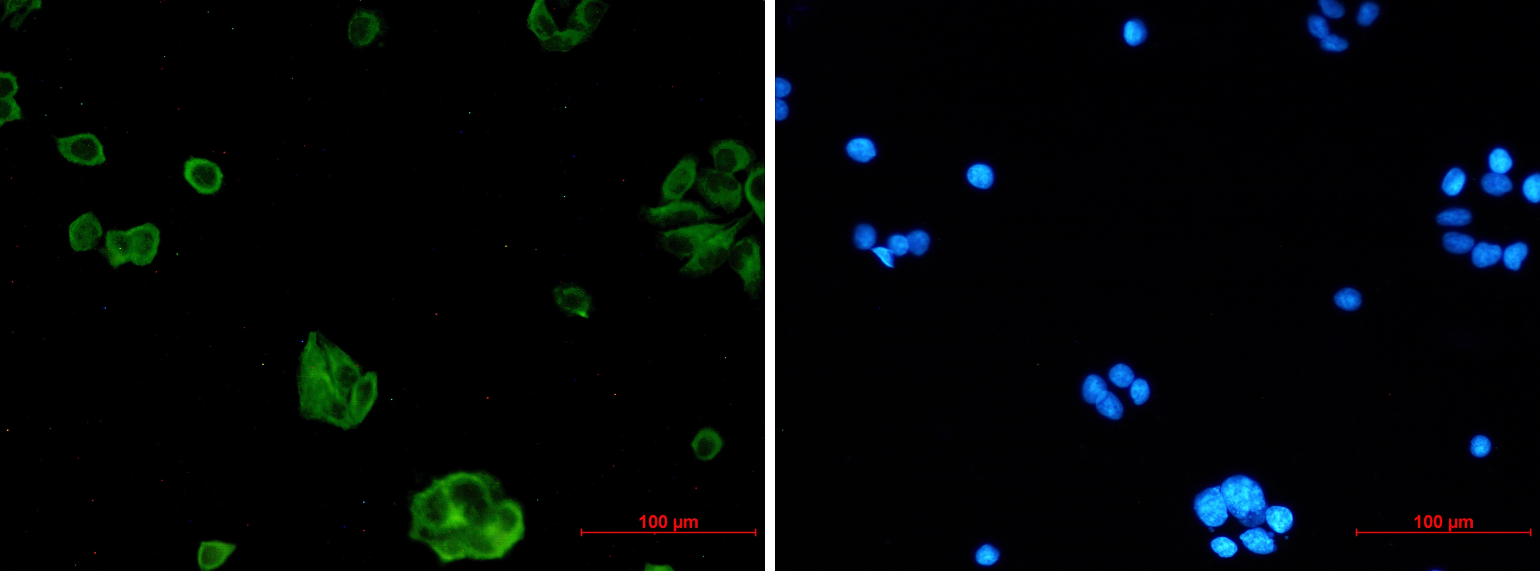 NgR3 Rabbit mAb