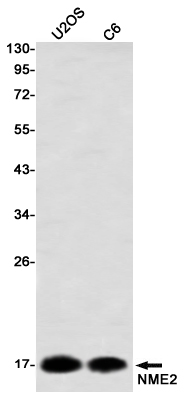 NME2 Rabbit mAb