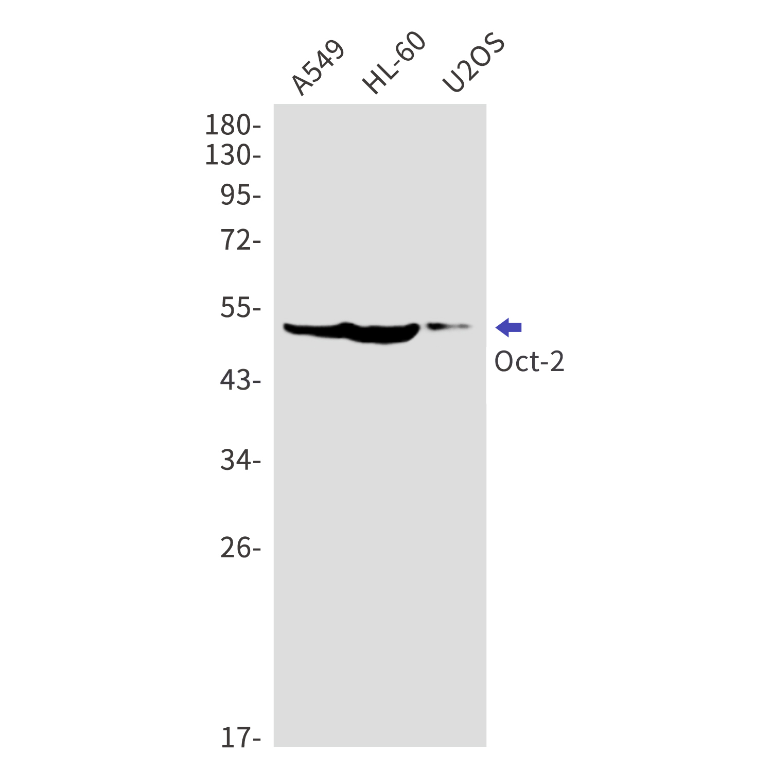 Oct 2 Rabbit mAb