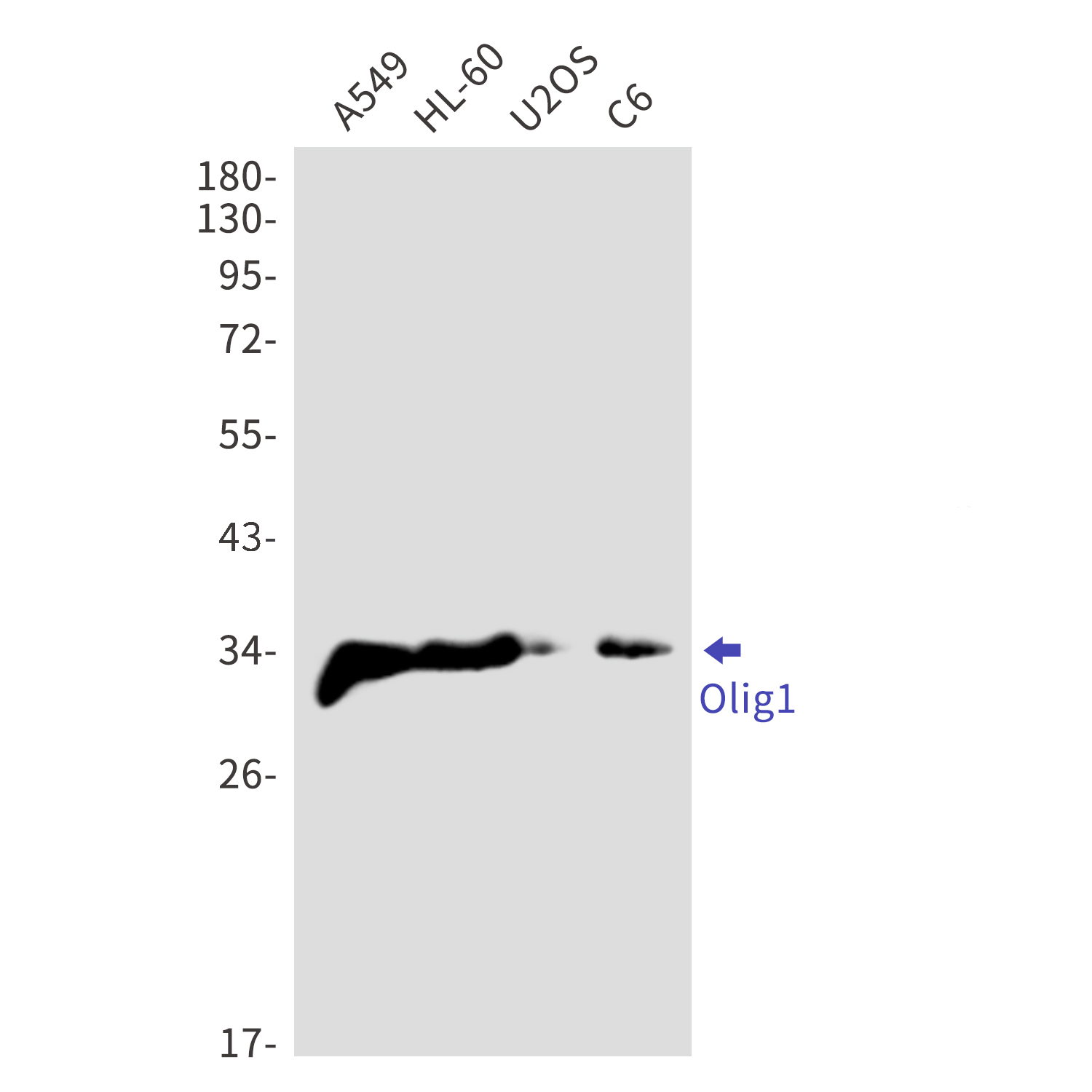 Olig1 Rabbit mAb