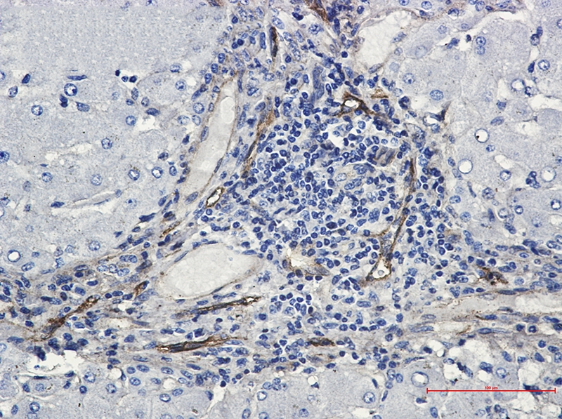 ORAI3 Rabbit mAb