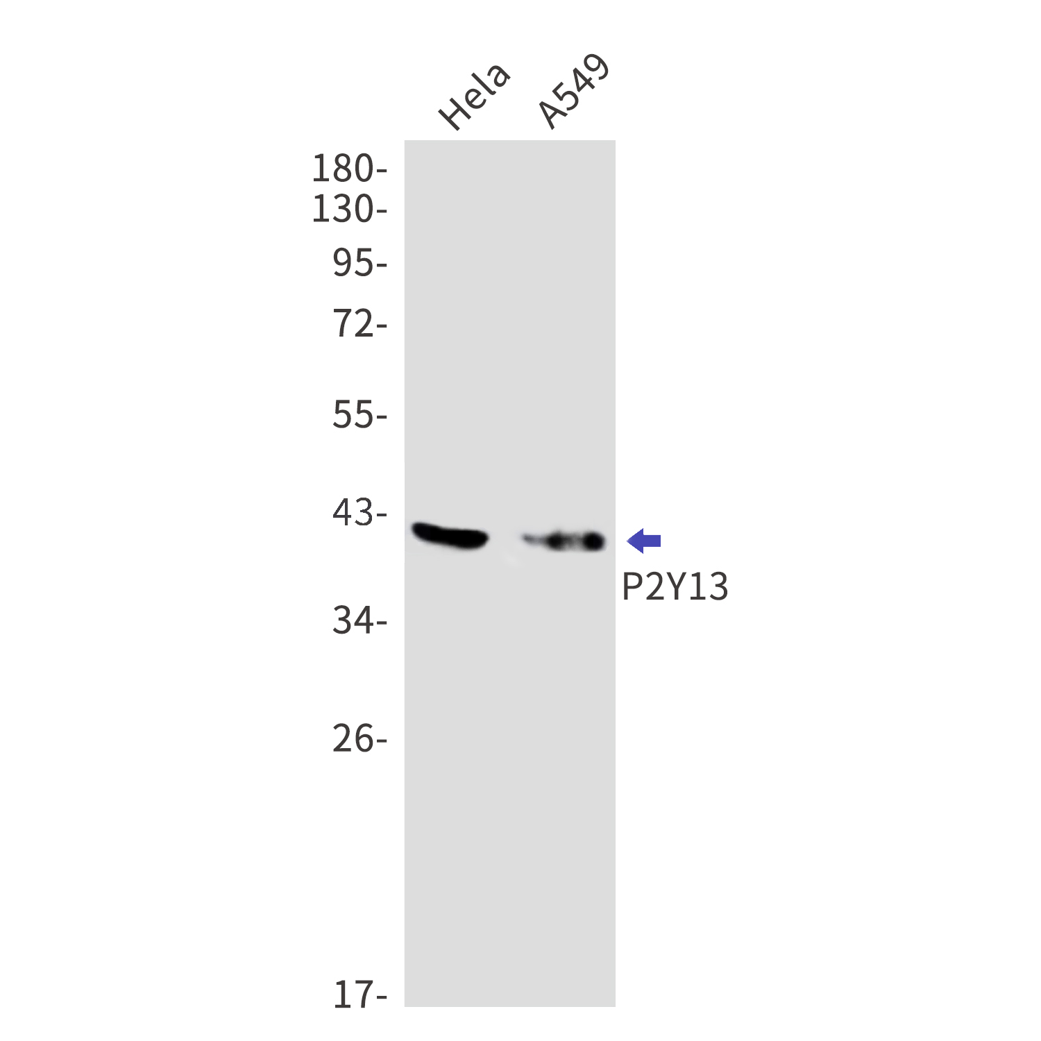 P2Y13 Rabbit mAb