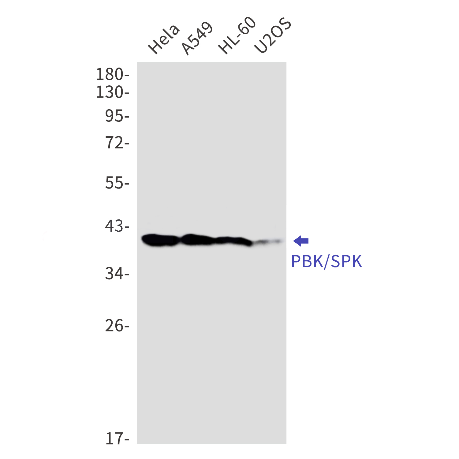 PBK Rabbit mAb