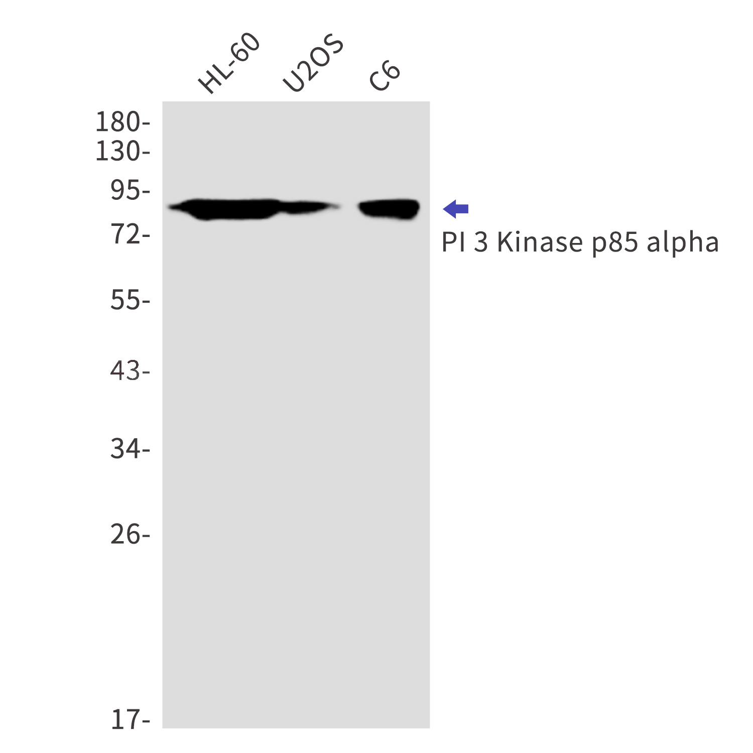 PI3 Kinase p85 alpha Rabbit mAb