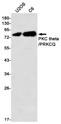 PKC theta Rabbit mAb