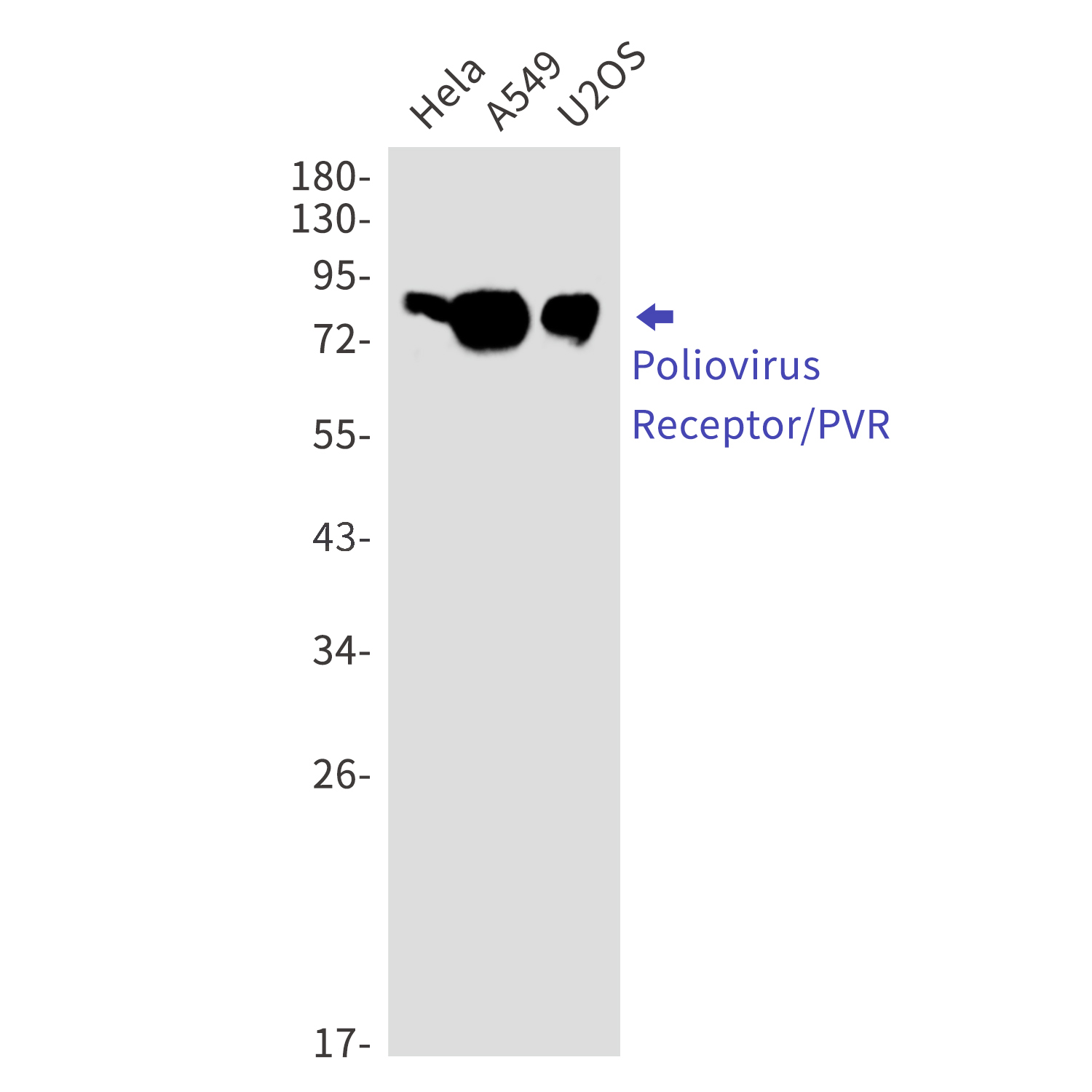 Poliovirus Receptor Rabbit mAb