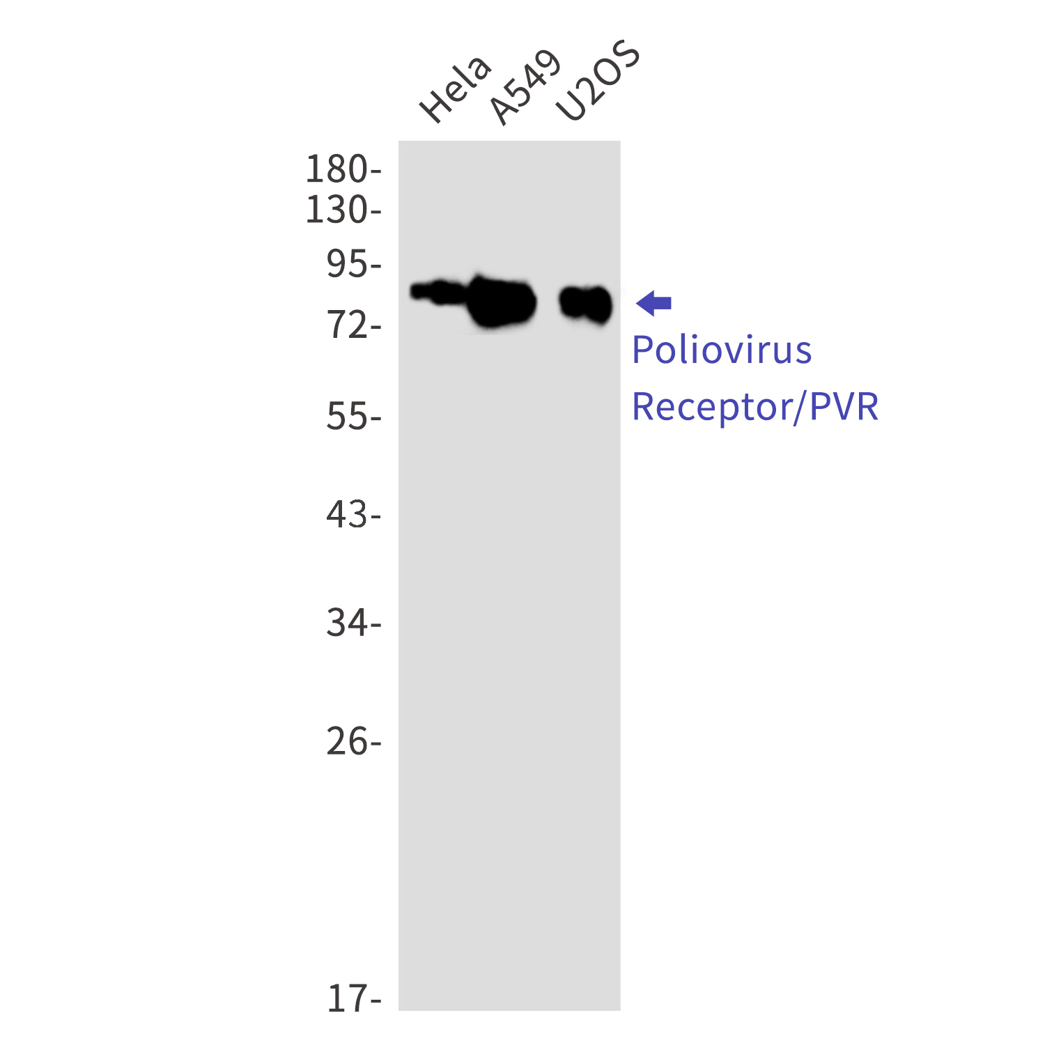 Poliovirus Receptor Rabbit mAb