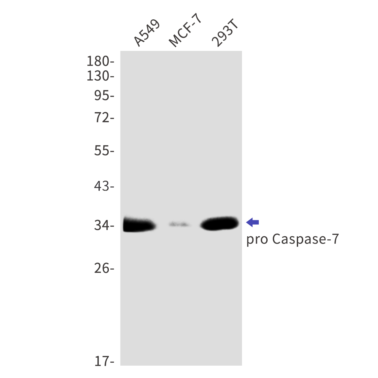 Caspase 7 Rabbit mAb