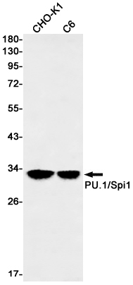 SPI1 Rabbit mAb