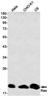 GTPase HRAS Rabbit mAb