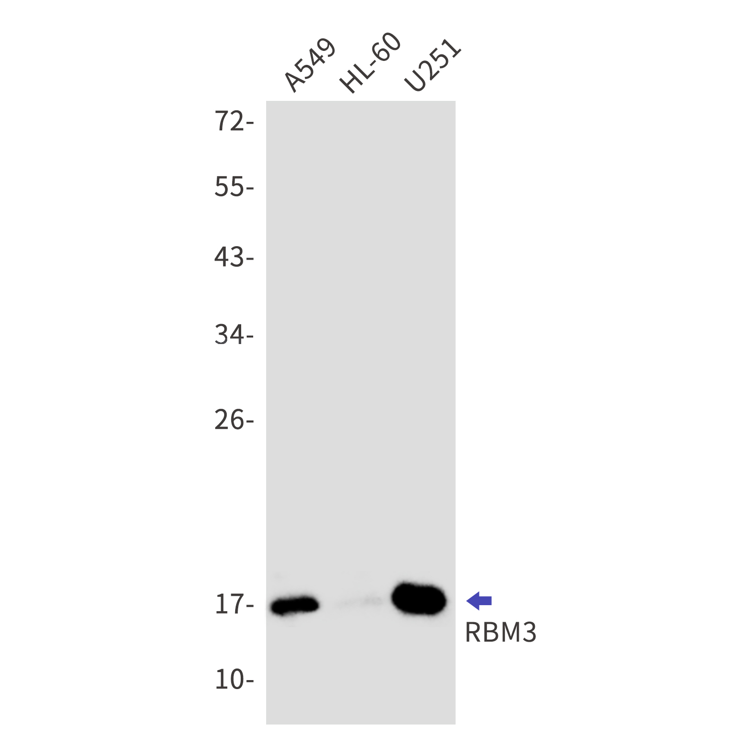 RBM3 Rabbit mAb