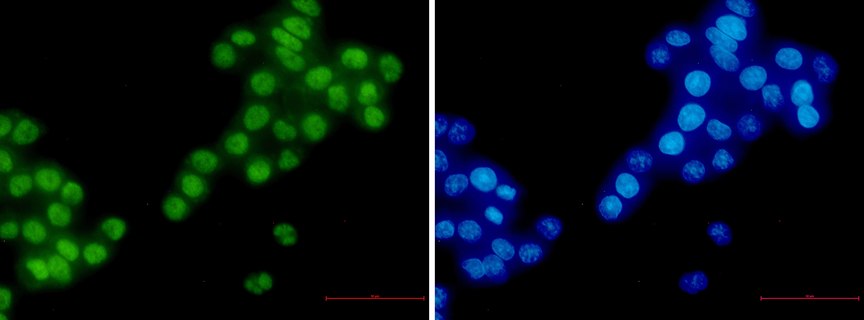 RBM3 Rabbit mAb