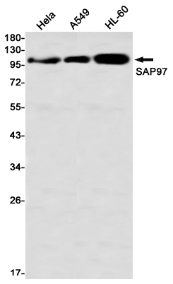 SAP97 Rabbit mAb