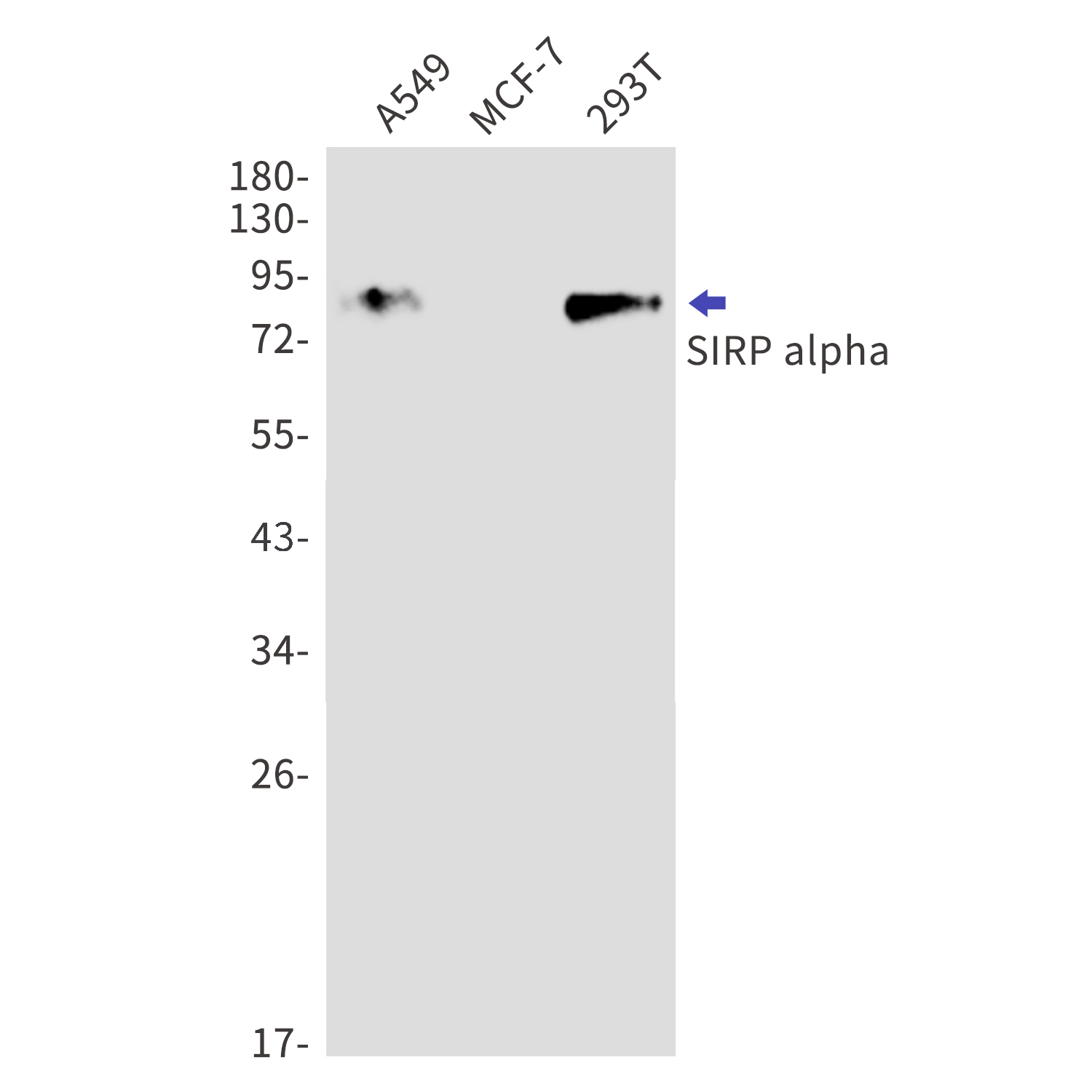 SIRP alpha Rabbit mAb