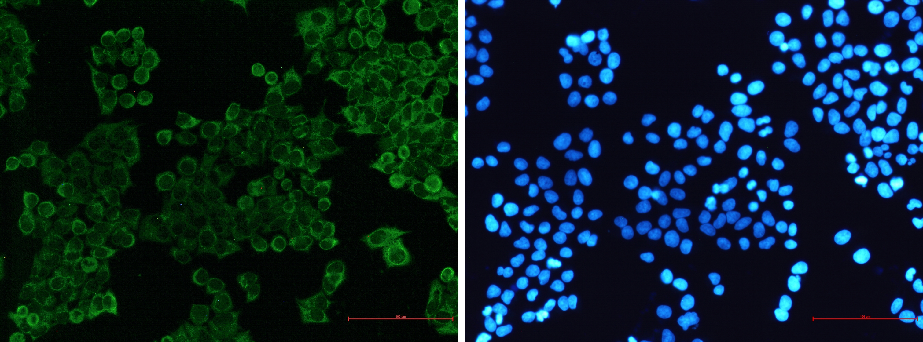 SIRP alpha Rabbit mAb