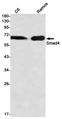 Smad4 Rabbit mAb