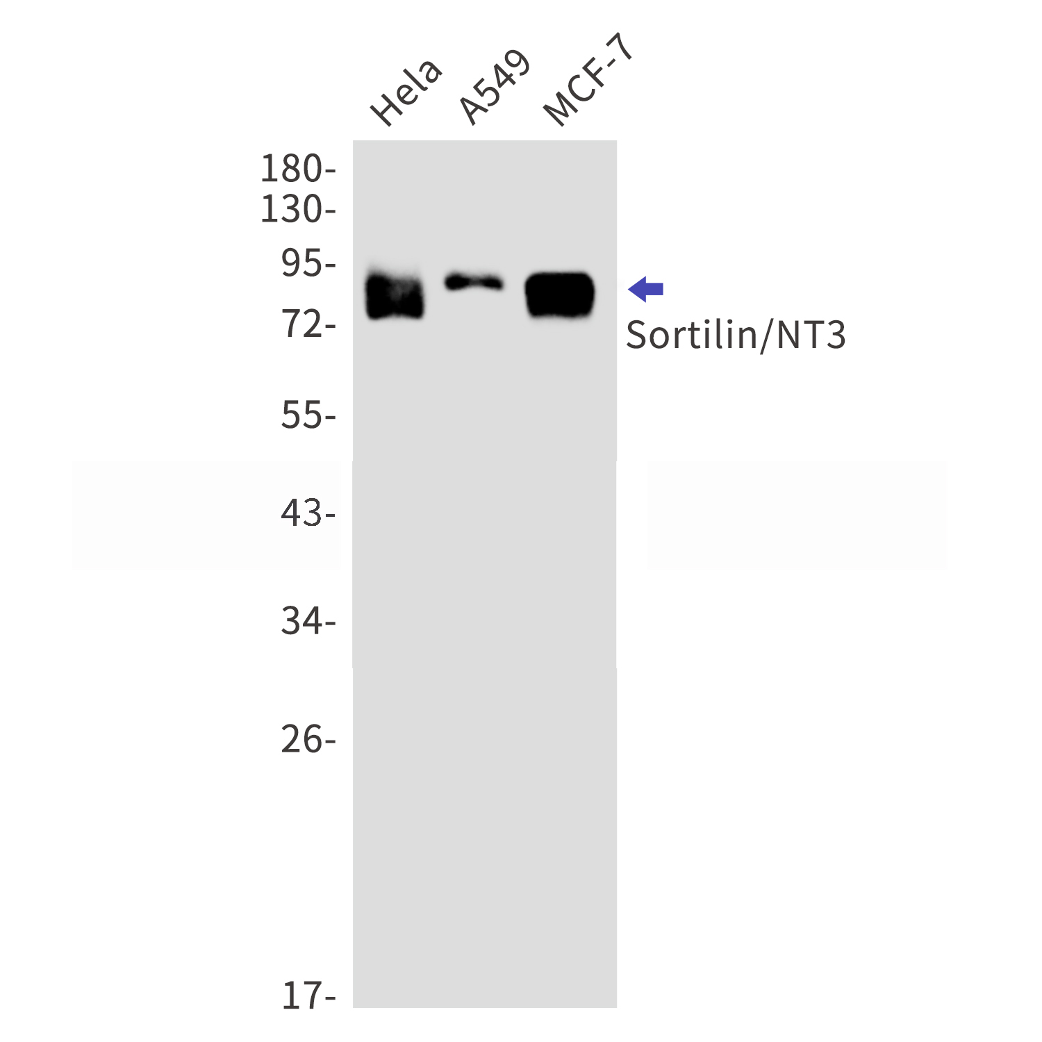 Sortilin Rabbit mAb