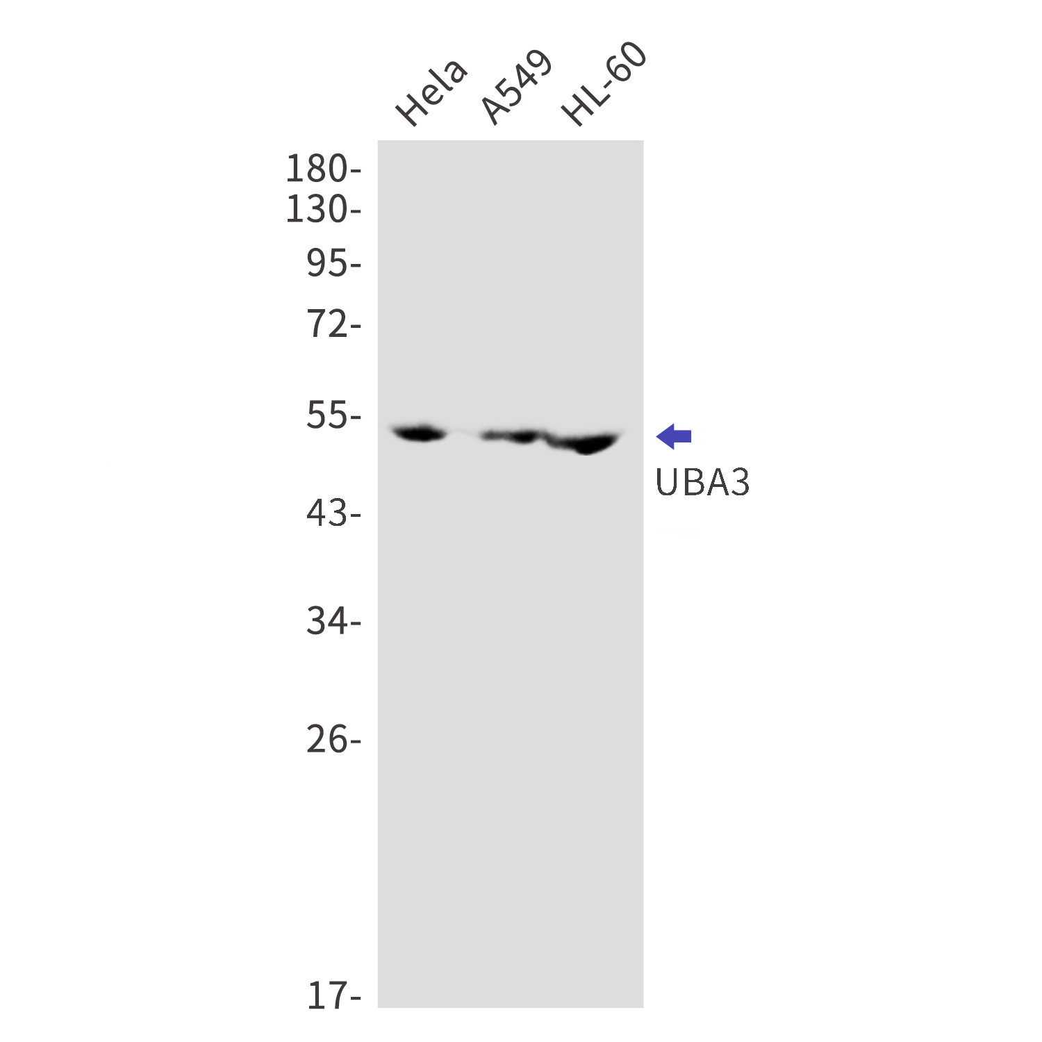 NEDD8 Activating Enzyme E1C Rabbit mAb