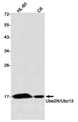 Ubiquitin Conjugating Enzyme E2 N Rabbit mAb