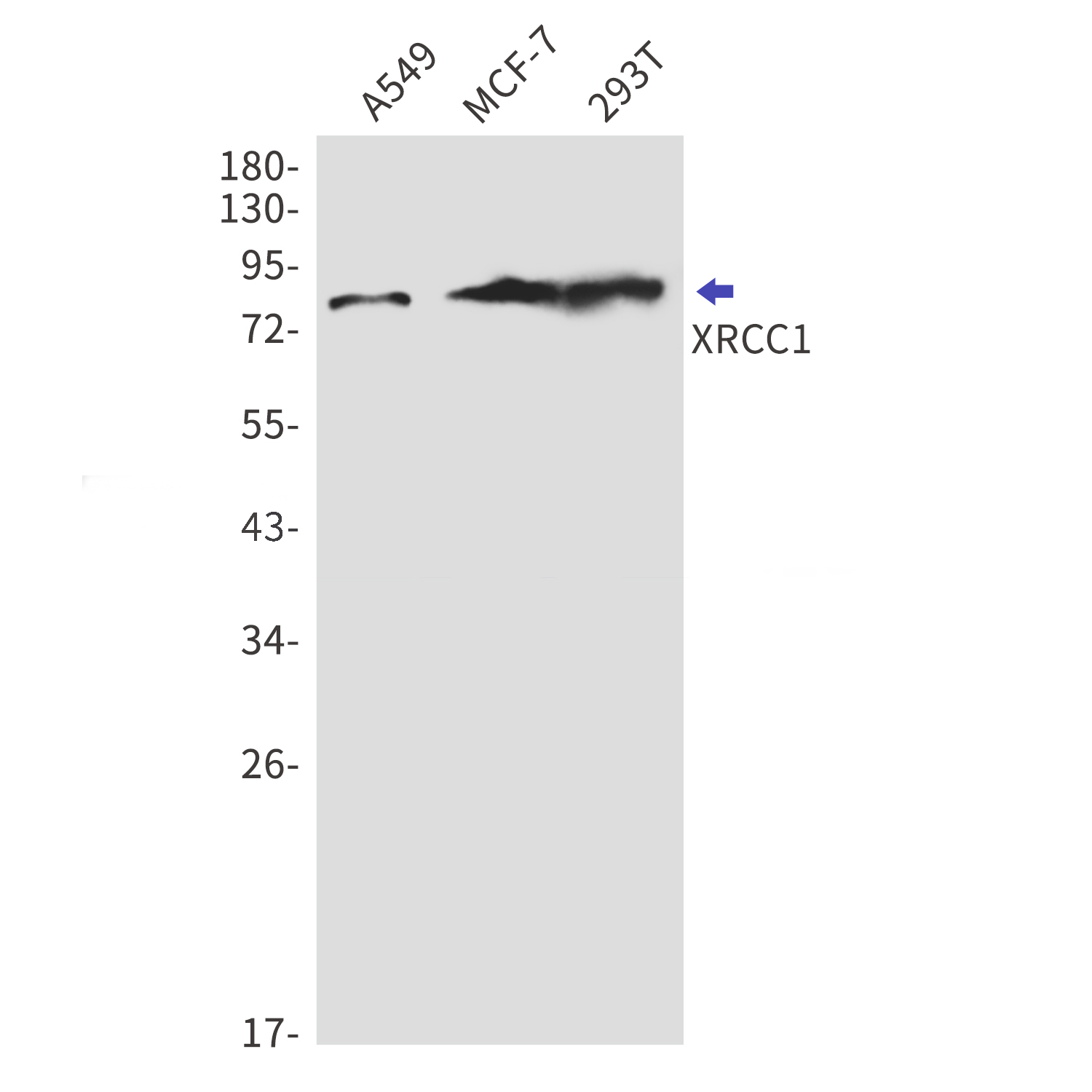 XRCC1 Rabbit mAb