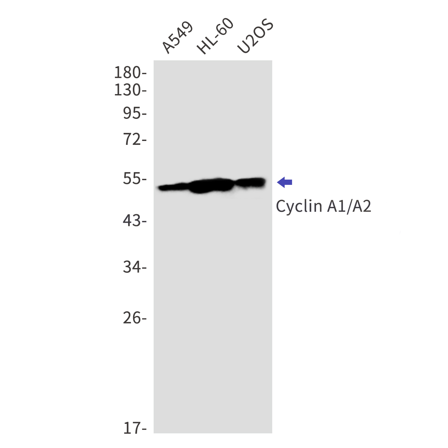 Cyclin A1/A2 Rabbit mAb