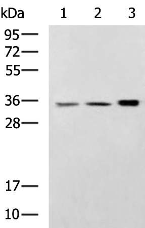 CTSS Antibody - SAB | Signalway Antibody