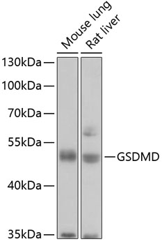 Gasdermin-D (Full Length+N terminal) Rabbit Polyclonal Antibody