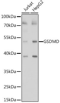 Gasdermin-D (Full Length+N terminal) Rabbit Polyclonal Antibody