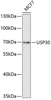USP30 Rabbit Polyclonal Antibody