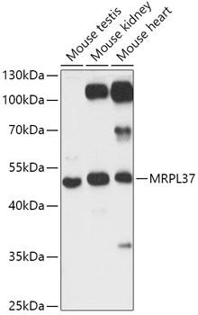 MRPL37 Rabbit Polyclonal Antibody