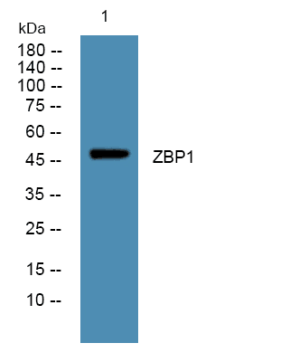 ZBP1 Polyclonal Antibody