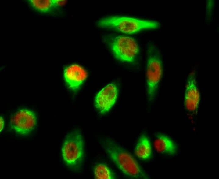 YAP (Phospho-Ser127) Antibody