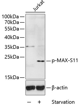 MAX(Phospho-Ser11) antibody