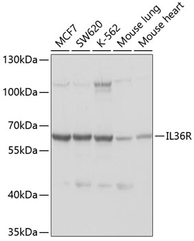 IL36R Polyclonal Antibody