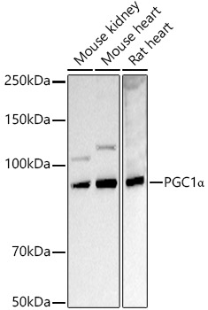 PGC1 alpha Polyclonal Antibody