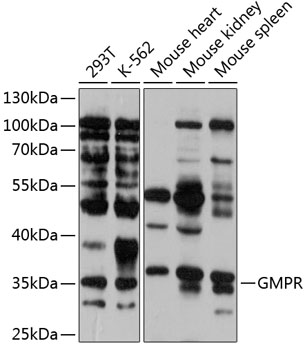 GMPR Polyclonal Antibody