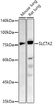 SLC7A2 Polyclonal Antibody