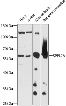 SPPL2A Polyclonal Antibody