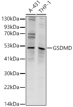 Gasdermin-D Polyclonal Antibody