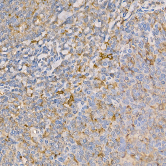 Gasdermin-D Polyclonal Antibody