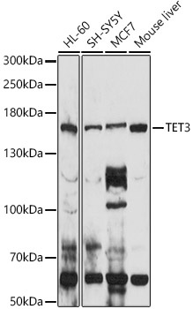 TET3 Polyclonal Antibody