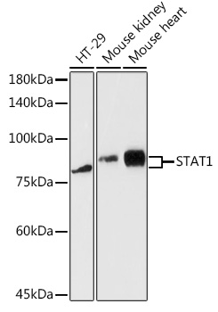 STAT1 Antibody